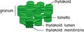 Structure of chloroplast granum and thylakoid
